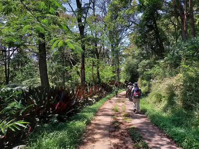 Walkers on a shady forest track lined with red-leaved cordylines beneath tall trees
