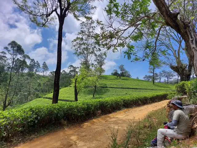 A walker resting beside a red-earth track above rolling tea slopes and shade trees