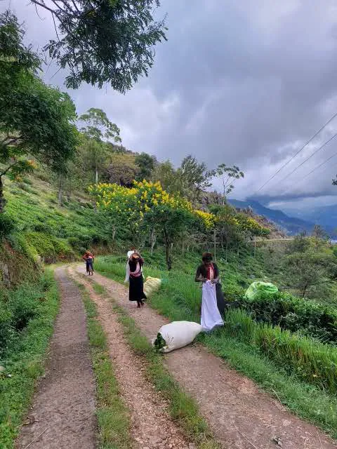 Tea pluckers gathering the day's leaf on an estate road under a stormy sky