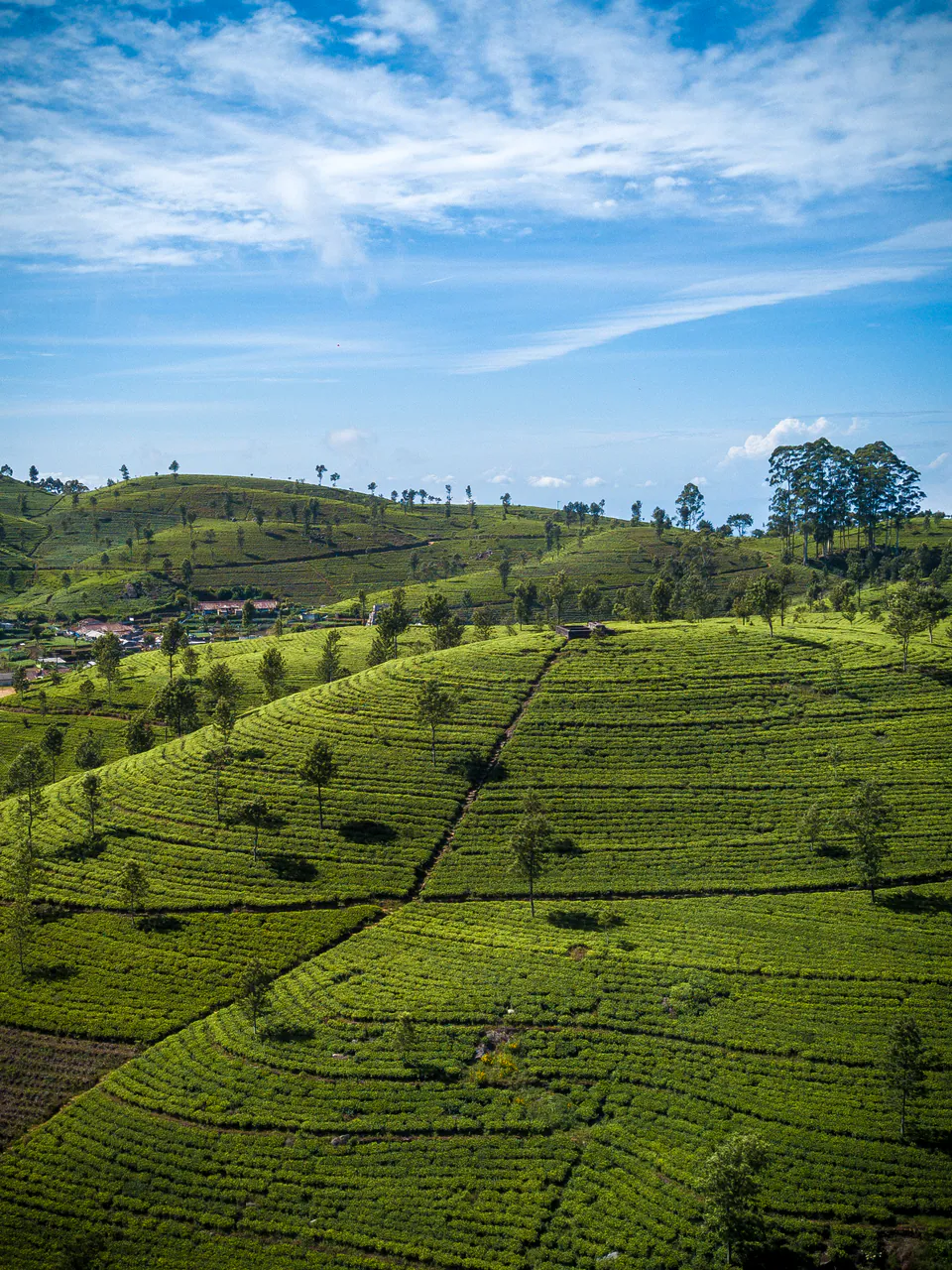 Rows of tea bushes rolling over the hills around Nuwara Eliya