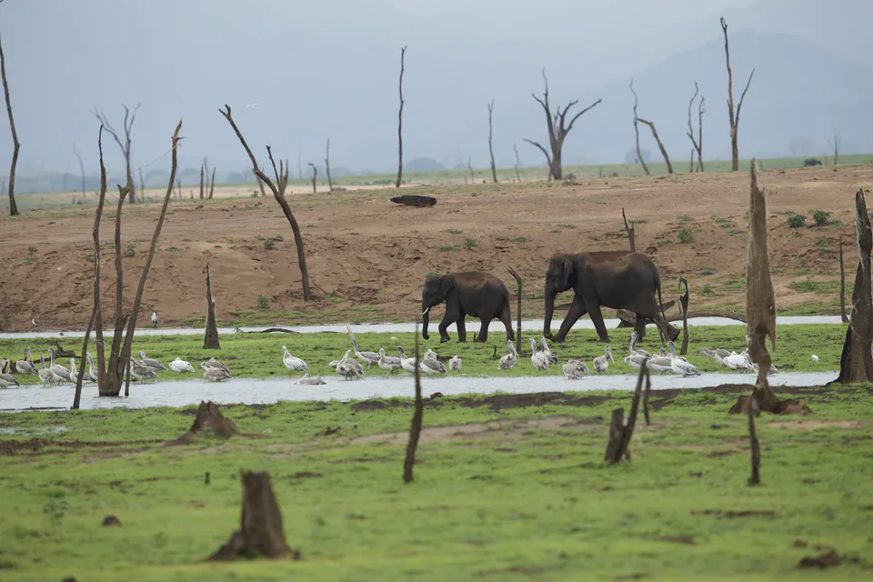 An elephant and her calf walking past a flock of spot-billed pelicans in Udawalawe